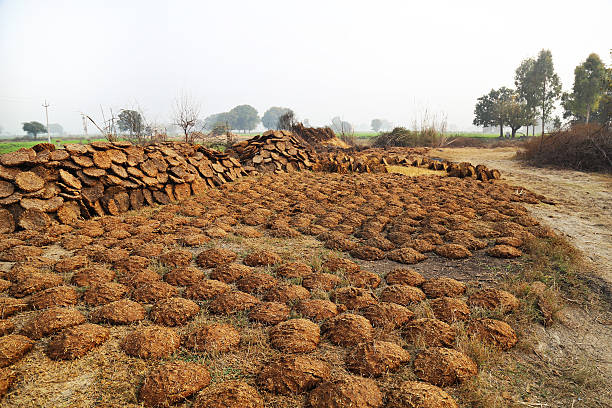 20pcs Natural Cow Dung Cake (Upla/Kanda) – Pure Organic Havan Samagri & Eco-Friendly Fuel for Pooja, Cooking & Ritual Use - Image 4